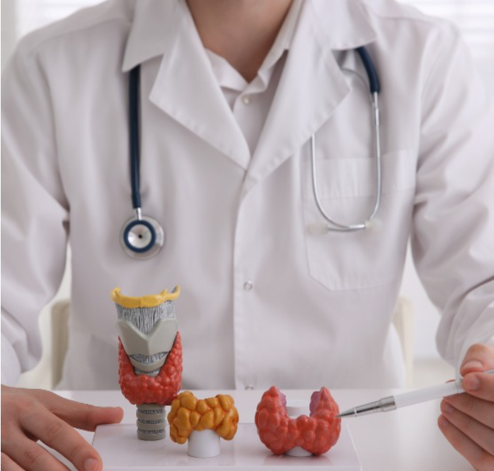 Endocrinology